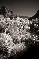 Zion Creek View